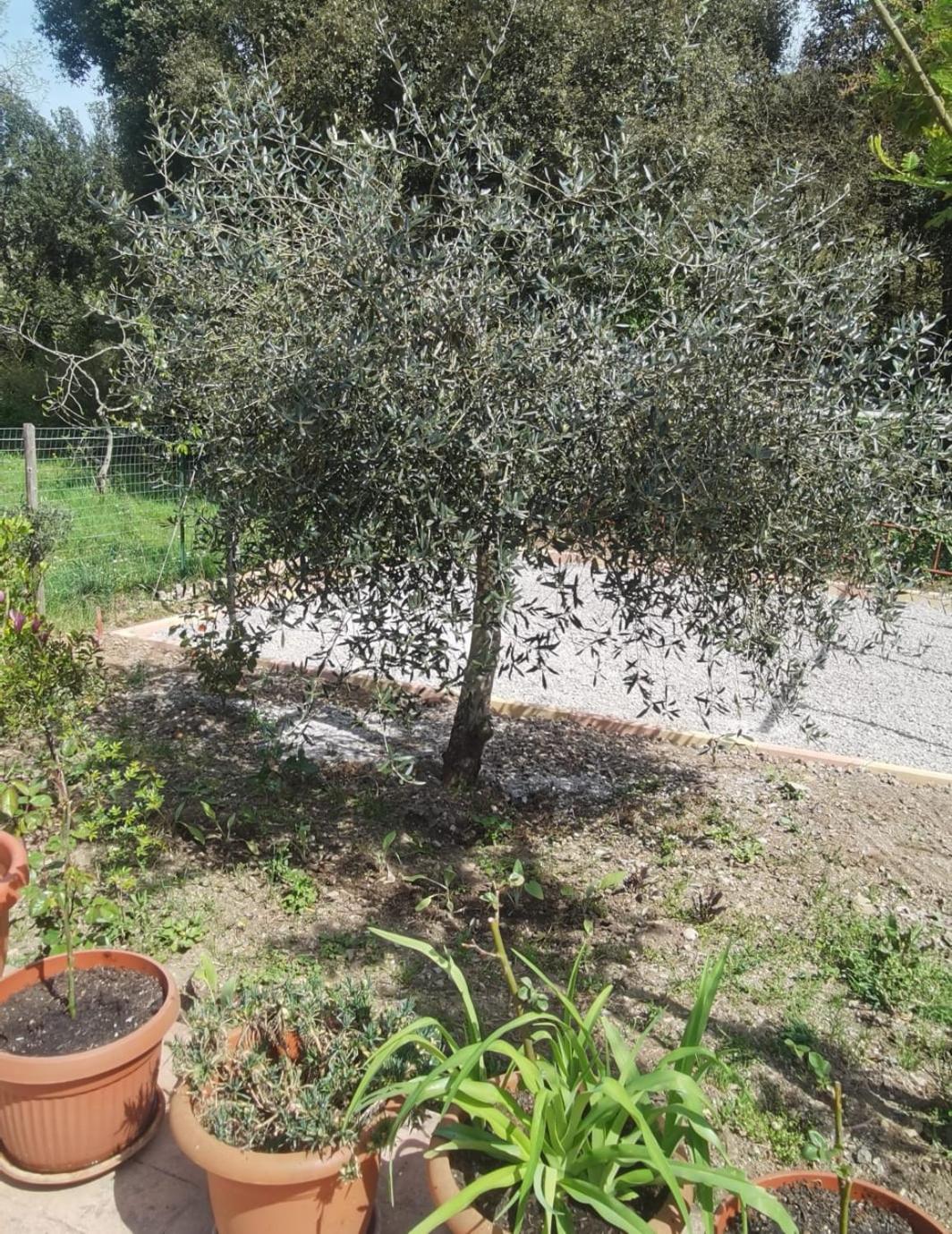 Hotel Edelweiss Laino Borgo Bagian luar foto